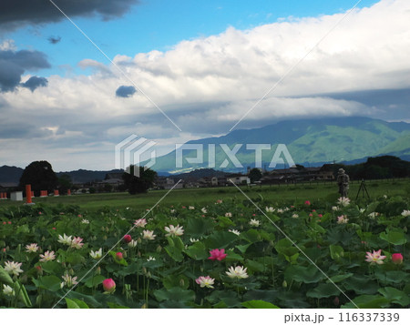 高原に咲く蓮華 高原に咲く蓮華 116337339