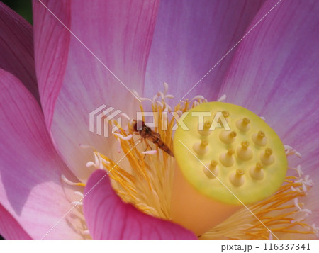 蓮の花にとまるミツバチ 蓮の花にとまるミツバチ 116337341