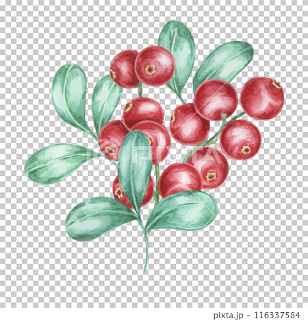 Lingonberry branch. Watercolor cranberry, cowberry, illustration. Red Nordic forest berry clipart for autumn harvest decoration, recipe book, kitchen decor, invitation, and Thanksgiving table settings Lingonberry branch. Watercolor cranberry, cowberry, illustration. Red Nordic forest berry clipart for autumn harvest decoration, recipe book, kitchen decor, invitation, and Thanksgiving table settings 116337584