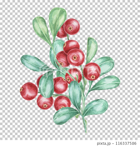 Lingonberry branch. Watercolor cranberry, cowberry, illustration. Red Nordic forest berry clipart for autumn harvest decoration, recipe book, kitchen decor, invitation, and Thanksgiving table settings 116337586