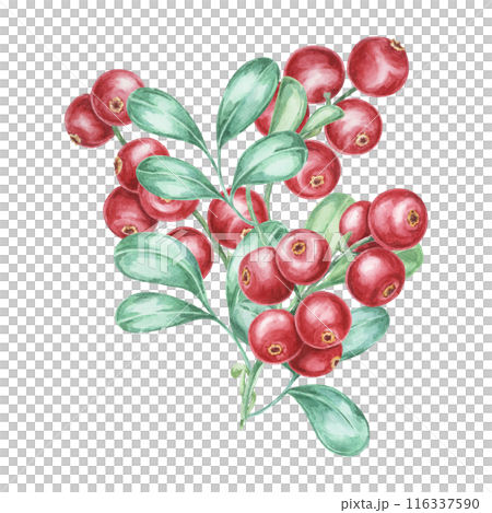 Cowberry watercolor illustration of cranberry or lingonberry branch. Nordic forest red berry clipart for autumn harvest, medicinal plant labels, menus, teas, supplements, and Thanksgiving decoration. Cowberry watercolor illustration of cranberry or lingonberry branch. Nordic forest red berry clipart for autumn harvest, medicinal plant labels, menus, teas, supplements, and Thanksgiving decoration. 116337590