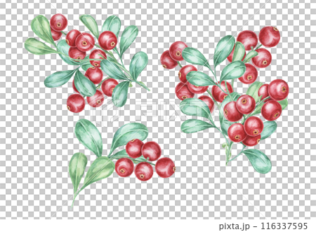 Cowberry watercolor illustration of cranberry, lingonberry branches. Nordic forest red berry clipart for autumn harvest, medicinal plant labels, menus, teas, supplements, and Thanksgiving decoration. 116337595