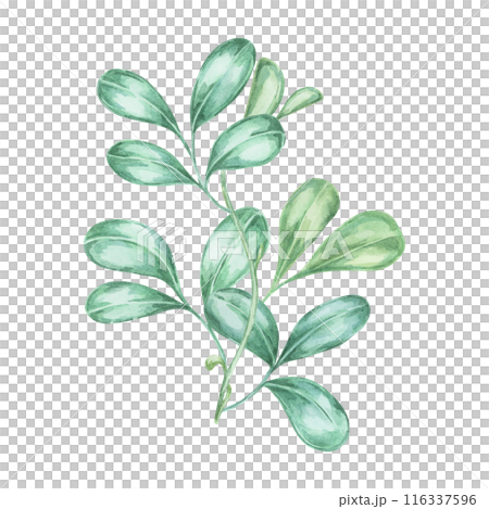 Leaves of cranberry and lingonberry branches. Hand-painted watercolor clipart for autumn harvest illustrations, nature-inspired designs, rustic decor, botanical prints, kitchen art, and festive Leaves of cranberry and lingonberry branches. Hand-painted watercolor clipart for autumn harvest illustrations, nature-inspired designs, rustic decor, botanical prints, kitchen art, and festive 116337596
