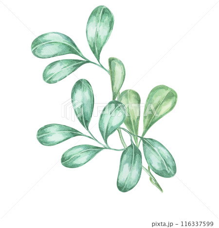 Leaves of cranberry, lingonberry branches. Hand-painted watercolor clipart for autumn harvest illustrations, nature-inspired designs, rustic decor, botanical print, kitchen art, festive invitations 116337599
