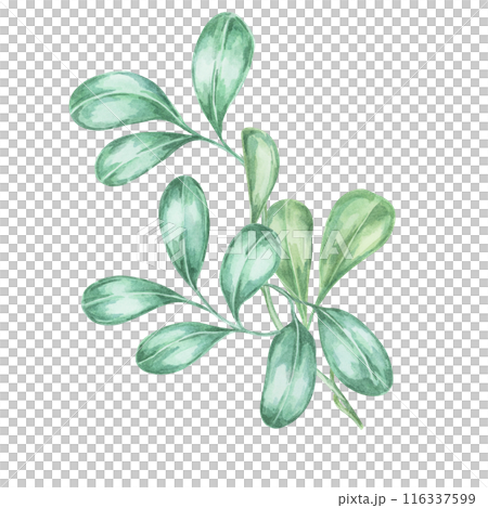 Leaves of cranberry, lingonberry branches. Hand-painted watercolor clipart for autumn harvest illustrations, nature-inspired designs, rustic decor, botanical print, kitchen art, festive invitations 116337599