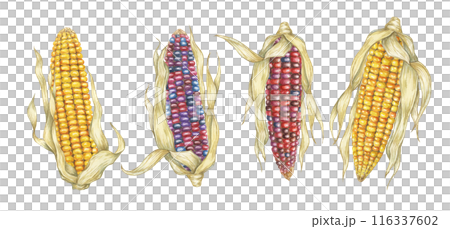 Indian and sweet yellow corn set. Watercolor illustration of golden and rainbow cobs. Clipart of the heirloom ornamental maize plant for autumn decor, harvest festival, Thanksgiving cards, invitations 116337602