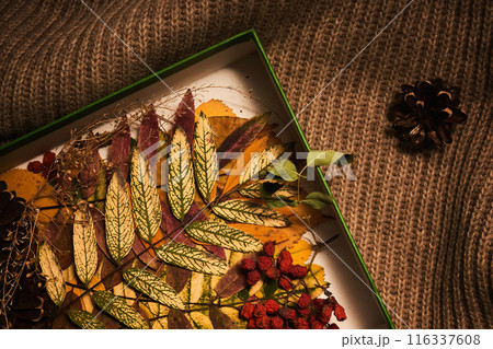 Cozy composition of autumn leaves in the box on sweater. Cozy composition of autumn leaves in the box on sweater. 116337608