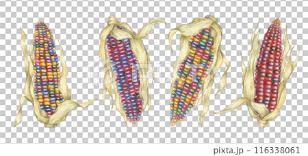 Indian corn watercolor set. Colorful rainbow and red ornamental cobs of Calico corn. Cliparts of the heirloom native maize plant for autumn decor, harvest festival, Thanksgiving cards, invitations 116338061