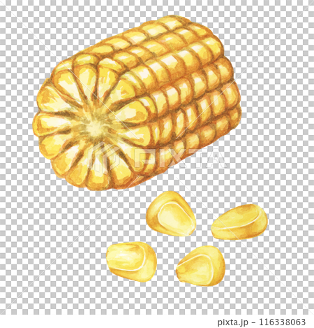 Corn, half of the cob with kernels in watercolor. Corn kernels, seeds of maize plant. Fresh produce clipart for food packaging, farmers market, Thanksgiving decor for cards, invitations, label, menu Corn, half of the cob with kernels in watercolor. Corn kernels, seeds of maize plant. Fresh produce clipart for food packaging, farmers market, Thanksgiving decor for cards, invitations, label, menu 116338063