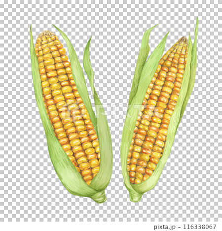 Pair of Corn, yellow golden cobs with green husks in watercolor. Realistic illustration of two Autumn harvest plants. Produce clipart for farmers market, Thanksgiving decor for cards, label, menu 116338067