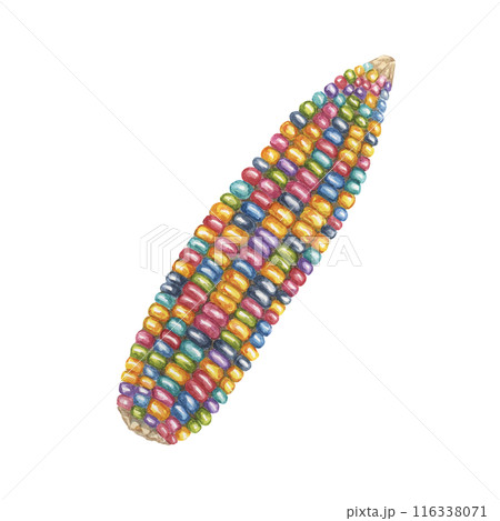 Indian corn watercolor illustration. Colorful rainbow ornamental cob of Calico corn. Clipart of the heirloom glass gem maize plant for autumn decor, harvest festival, Thanksgiving cards, invitations 116338071