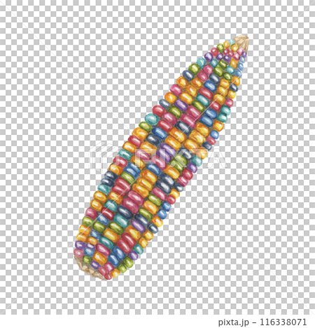 Indian corn watercolor illustration. Colorful rainbow ornamental cob of Calico corn. Clipart of the heirloom glass gem maize plant for autumn decor, harvest festival, Thanksgiving cards, invitations 116338071