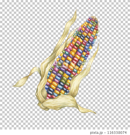 Indian corn watercolor illustration. Colorful rainbow ornamental cob of Calico corn. Clipart of the heirloom glass gem maize plant for autumn decor, harvest festival, Thanksgiving cards, invitations 116338074