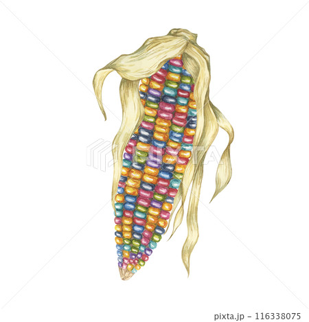 Indian corn watercolor illustration. Colorful rainbow ornamental cob of Calico corn. Clipart of the heirloom glass gem maize plant for autumn decor, harvest festival, Thanksgiving cards, invitations 116338075
