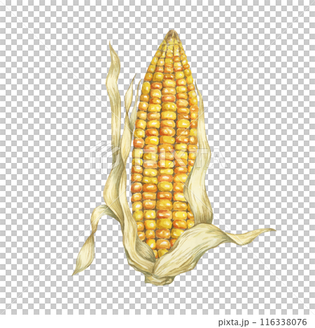 Corn, yellow golden cob in watercolor. Realistic illustration of Autumn harvest plant with dry husk. Seasonal festive produce clipart for farmers market, Thanksgiving decor, cards, invitation, label, Corn, yellow golden cob in watercolor. Realistic illustration of Autumn harvest plant with dry husk. Seasonal festive produce clipart for farmers market, Thanksgiving decor, cards, invitation, label, 116338076