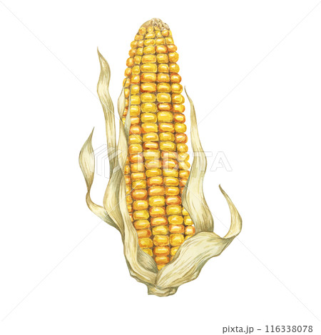 Corn, yellow golden cob in watercolor. Realistic illustration of Autumn harvest plant with dry husk. Seasonal festive produce clipart for farmers market, Thanksgiving decor, cards, invitation, label, Corn, yellow golden cob in watercolor. Realistic illustration of Autumn harvest plant with dry husk. Seasonal festive produce clipart for farmers market, Thanksgiving decor, cards, invitation, label, 116338078