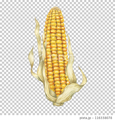 Corn, yellow golden cob in watercolor. Realistic illustration of Autumn harvest plant with dry husk. Seasonal festive produce clipart for farmers market, Thanksgiving decor, cards, invitation, label, Corn, yellow golden cob in watercolor. Realistic illustration of Autumn harvest plant with dry husk. Seasonal festive produce clipart for farmers market, Thanksgiving decor, cards, invitation, label, 116338078