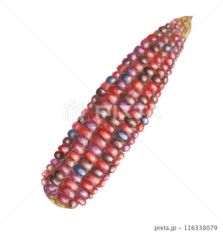 Indian corn watercolor illustration. Colorful red ornamental cob of flint, Calico corn. Clipart of the heirloom maize plant for autumn produce decor, harvest festival, Thanksgiving cards, invitations 116338079
