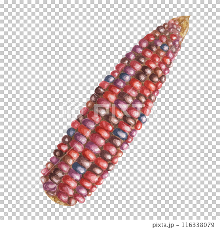 Indian corn watercolor illustration. Colorful red ornamental cob of flint, Calico corn. Clipart of the heirloom maize plant for autumn produce decor, harvest festival, Thanksgiving cards, invitations 116338079