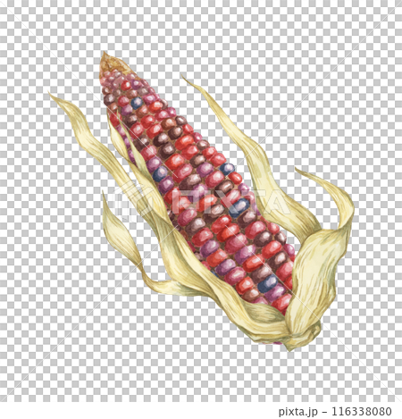 Indian corn watercolor illustration. Colorful red ornamental cob of flint, Calico corn. Clipart of the heirloom maize plant for autumn produce decor, harvest festival, Thanksgiving cards, invitations 116338080