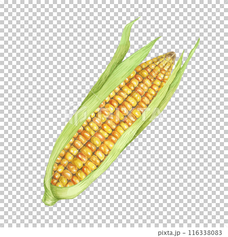 Corn, yellow golden cob with green husk in watercolor. Realistic illustration of Autumn harvest plant. Fresh produce clipart for farmers market, Thanksgiving decor for cards, invitations, label, menu Corn, yellow golden cob with green husk in watercolor. Realistic illustration of Autumn harvest plant. Fresh produce clipart for farmers market, Thanksgiving decor for cards, invitations, label, menu 116338083