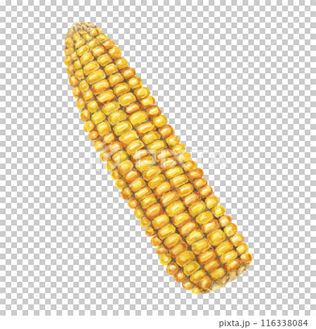 Corn, yellow golden cob in watercolor. Realistic illustration of Autumn harvest plant. Seasonal festive produce clipart for food, farmers market, Thanksgiving decor for cards, invitations, label, menu Corn, yellow golden cob in watercolor. Realistic illustration of Autumn harvest plant. Seasonal festive produce clipart for food, farmers market, Thanksgiving decor for cards, invitations, label, menu 116338084