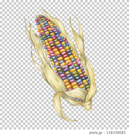 Indian corn watercolor illustration. Colorful rainbow ornamental cob of Calico corn. Clipart of the heirloom glass gem maize plant for autumn decor, harvest festival, Thanksgiving cards, invitations Indian corn watercolor illustration. Colorful rainbow ornamental cob of Calico corn. Clipart of the heirloom glass gem maize plant for autumn decor, harvest festival, Thanksgiving cards, invitations 116338085