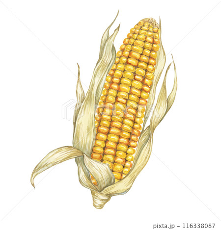 Corn, yellow golden cob in watercolor. Realistic illustration of Autumn harvest plant with dry husk. Seasonal festive produce clipart for farmers market, Thanksgiving decor, cards, invitation, label, 116338087