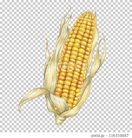 Corn, yellow golden cob in watercolor. Realistic illustration of Autumn harvest plant with dry husk. Seasonal festive produce clipart for farmers market, Thanksgiving decor, cards, invitation, label, 116338087