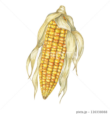 Corn, yellow golden cob in watercolor. Realistic illustration of Autumn harvest plant with dry husk. Seasonal festive produce clipart for farmers market, Thanksgiving decor, cards, invitation, label, 116338088