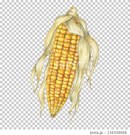 Corn, yellow golden cob in watercolor. Realistic illustration of Autumn harvest plant with dry husk. Seasonal festive produce clipart for farmers market, Thanksgiving decor, cards, invitation, label, 116338088