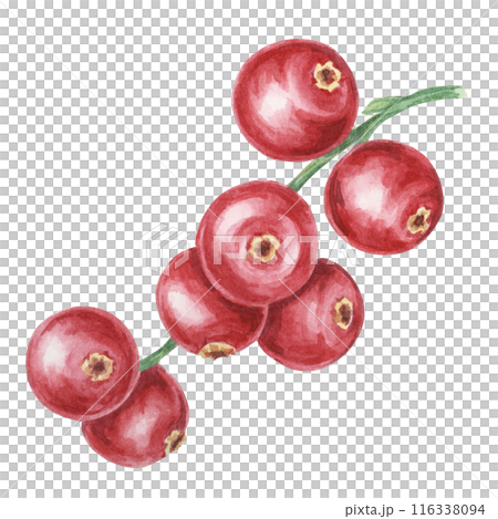 Cranberry, cowberry, lingonberry branch in watercolor. Red Nordic berry clipart. Autumn harvest, medicinal plant for labels, menu, tea, Thanksgiving 116338094