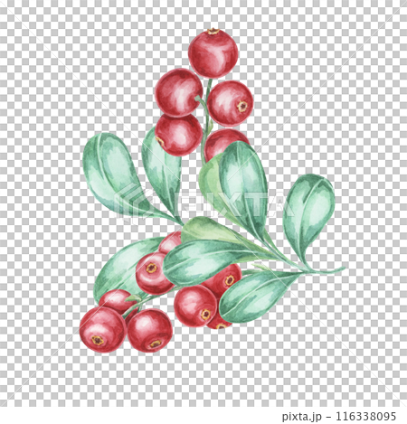 Cranberry, cowberry, lingonberry branch in watercolor. Red forest Nordic berry clipart. Autumn harvest, medicinal plant botanical illustration for labels, menu, tea, food supplements, Thanksgiving Cranberry, cowberry, lingonberry branch in watercolor. Red forest Nordic berry clipart. Autumn harvest, medicinal plant botanical illustration for labels, menu, tea, food supplements, Thanksgiving 116338095