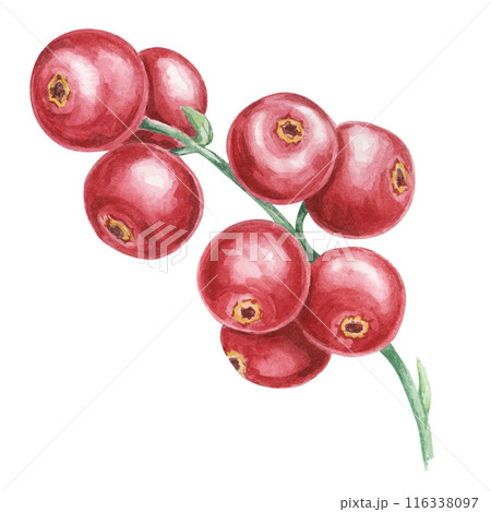 Cranberry, cowberry, lingonberry branch in watercolor. Red forest Nordic berry clipart. Autumn harvest, medicinal plant botanical illustration for labels, menu, tea, food supplements, Thanksgiving 116338097