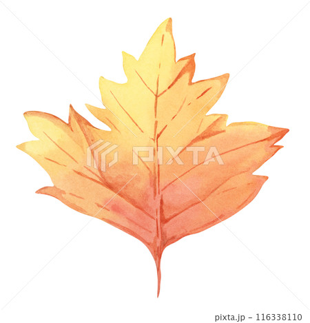 Autumn leaf in orange color. Bright and festive Fall design element. Watercolor clipart for print, cards, Thanksgiving, seasonal celebrations, floral greeting arrangements, farmers market, stickers Autumn leaf in orange color. Bright and festive Fall design element. Watercolor clipart for print, cards, Thanksgiving, seasonal celebrations, floral greeting arrangements, farmers market, stickers 116338110