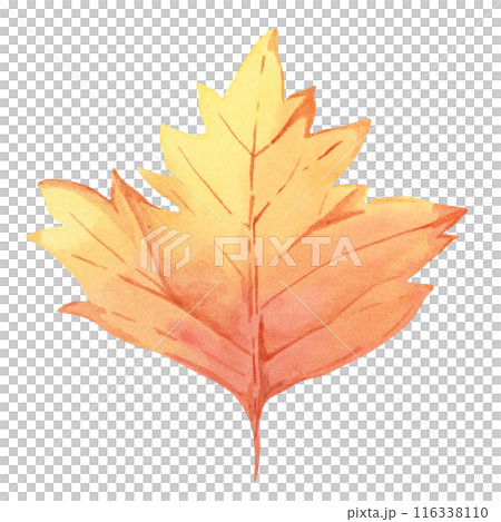 Autumn leaf in orange color. Bright and festive Fall design element. Watercolor clipart for print, cards, Thanksgiving, seasonal celebrations, floral greeting arrangements, farmers market, stickers Autumn leaf in orange color. Bright and festive Fall design element. Watercolor clipart for print, cards, Thanksgiving, seasonal celebrations, floral greeting arrangements, farmers market, stickers 116338110