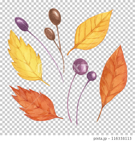 Autumn leaves set with purple brown berries. Multicolored Fall design elements. Yellow, orange leaf Watercolor clipart for print, cards, Thanksgiving, seasonal celebrations, greeting arrangements Autumn leaves set with purple brown berries. Multicolored Fall design elements. Yellow, orange leaf Watercolor clipart for print, cards, Thanksgiving, seasonal celebrations, greeting arrangements 116338113