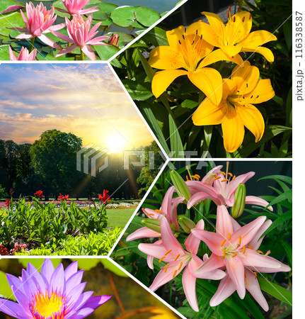 Lilies in the city garden and water lilies in the reservoir. Bright photo collage. 116338587