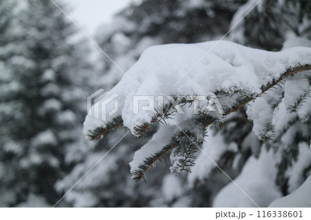 Pine branches covered with snow in the forest 116338601