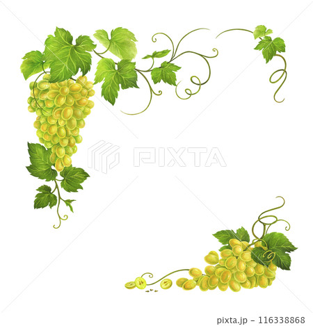 Corner frame or border with watercolor bunch of white wine grape, leaves and tendrils isolated on white background for postcard, menu cover, packaging, label, prints for wineries and restaurants. 116338868