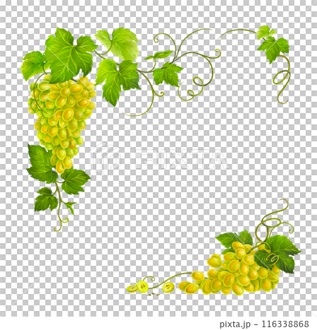 Corner frame or border with watercolor bunch of white wine grape, leaves and tendrils isolated on white background for postcard, menu cover, packaging, label, prints for wineries and restaurants. 116338868