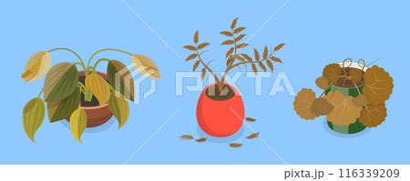 3D Isometric Flat Vector Set of Withered Houseplants In Pots, Fading Indoor Plants 116339209