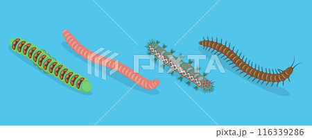 3D Isometric Flat Vector Set of Caterpillars And Worms, Biology and Education 116339286
