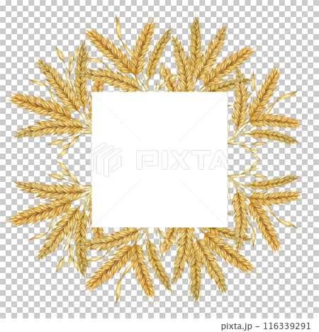 Wheat ears square frame. Barley stalks watercolor design for bread packaging, bakery branding. Rustic clipart for barn wedding invitations, save the date, Thanksgiving, Shavuot, labels and gift tags 116339291