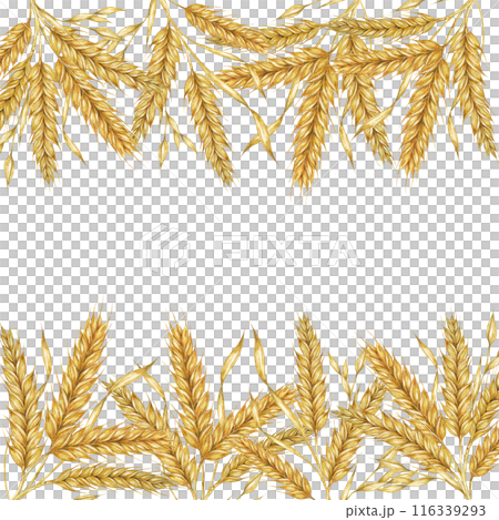 Wheat ears square frame. Barley stalks watercolor design for bread packaging, bakery branding. Rustic clipart for barn wedding invitations, save the date, Thanksgiving, Shavuot, labels and gift tags Wheat ears square frame. Barley stalks watercolor design for bread packaging, bakery branding. Rustic clipart for barn wedding invitations, save the date, Thanksgiving, Shavuot, labels and gift tags 116339293