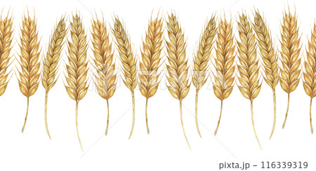 Wheat stalks seamless border, barley ears ribbon. Watercolor illustration for harvest celebration, rustic designs, beer, bread, farming themes. Clipart for textiles, packaging, backgrounds, banner 116339319