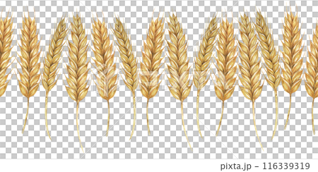 Wheat stalks seamless border, barley ears ribbon. Watercolor illustration for harvest celebration, rustic designs, beer, bread, farming themes. Clipart for textiles, packaging, backgrounds, banner 116339319