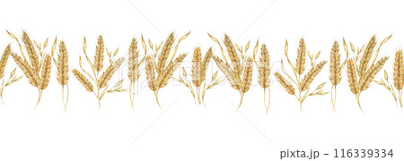 Wheat stalks seamless border, barley ears ribbon. Watercolor illustration for harvest celebration, rustic designs, beer, bread, farming themes. Clipart for textiles, packaging, backgrounds, banner 116339334