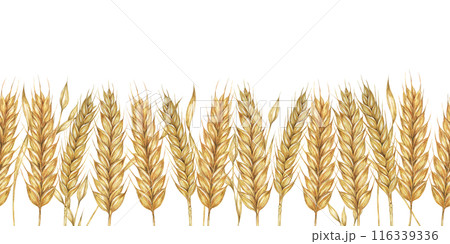 Wheat stalks seamless border, barley ears ribbon. Watercolor illustration for harvest celebration, rustic designs, beer, bread, farming themes. Clipart for textiles, packaging, backgrounds, banner 116339336