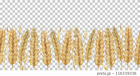 Wheat stalks seamless border, barley ears ribbon. Watercolor illustration for harvest celebration, rustic designs, beer, bread, farming themes. Clipart for textiles, packaging, backgrounds, banner 116339336
